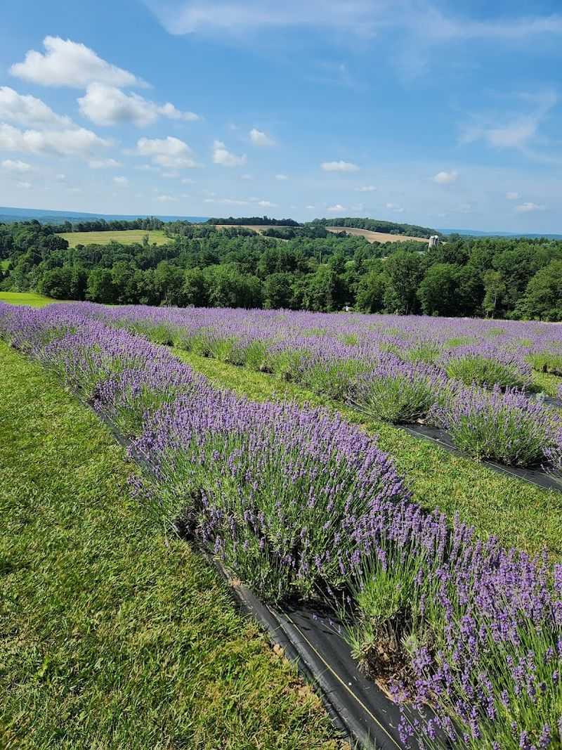 A Pennsylvania Hillside That Stops You In Your Tracks