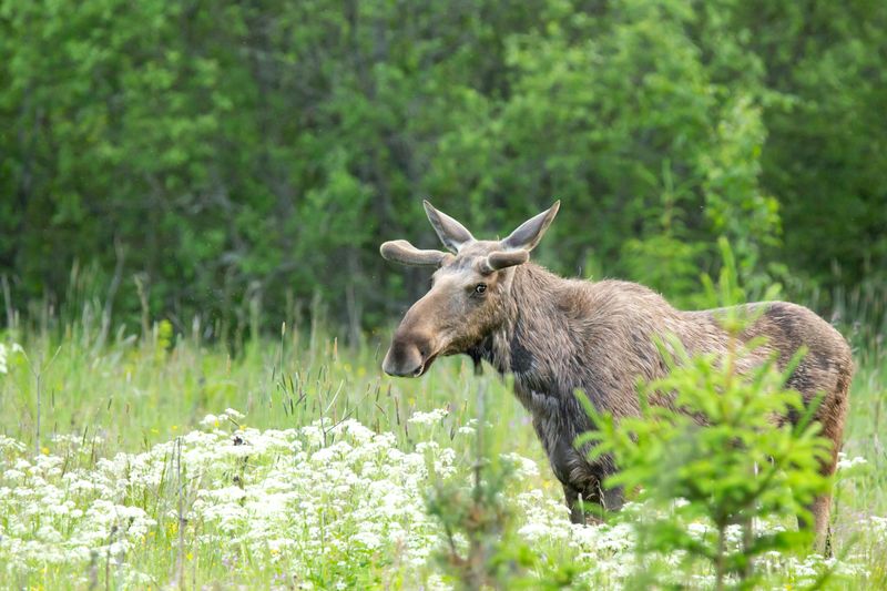 Moose Sightings