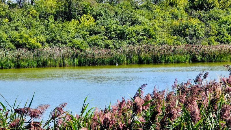 Great Blue Herons Up Close