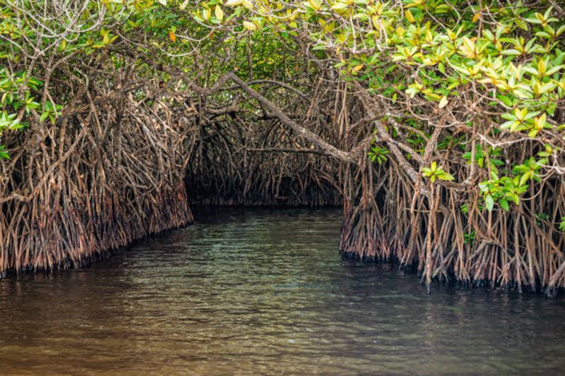 Why I Had To See The Mangrove Tunnel