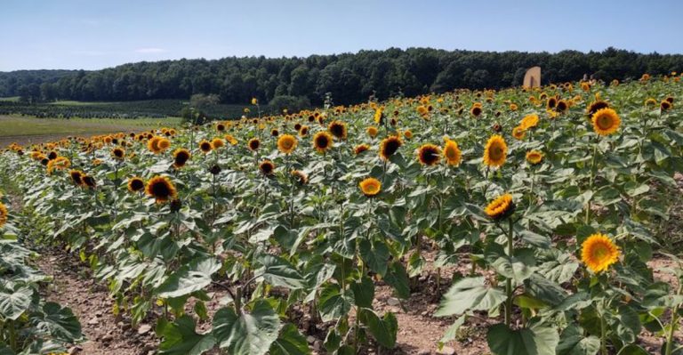 The Secret Pennsylvania Sunflower Maze You Need To Walk Through This August