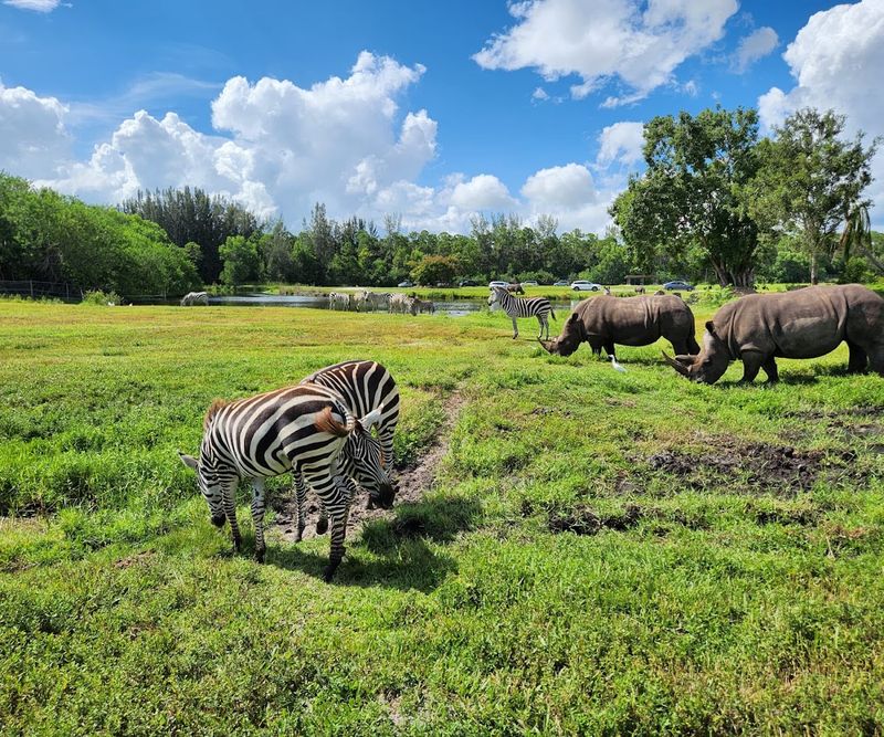 The Self-Drive Safari Experience The Self-Drive Safari Experience