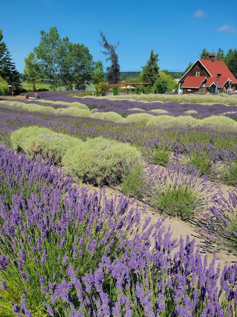 The Sequim Microclimate That Makes It All Possible