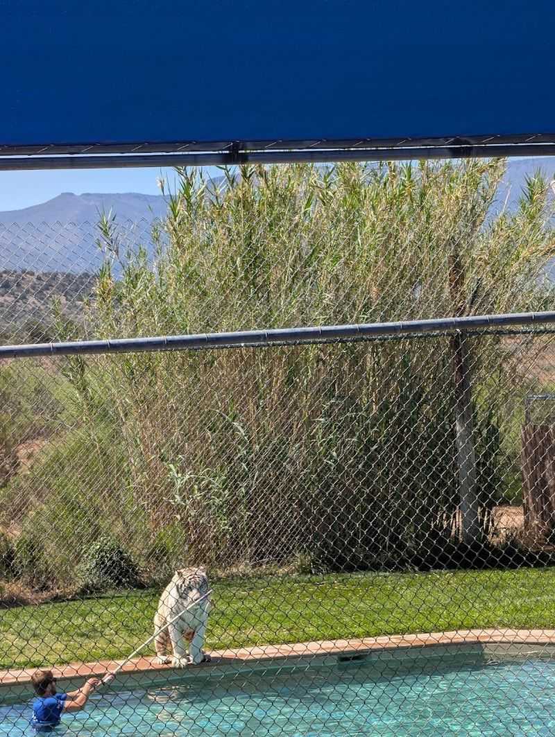 Tiger Splash Show Spectacle