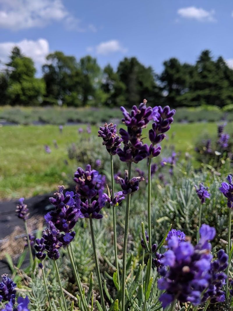 Lavender Harvest Season 