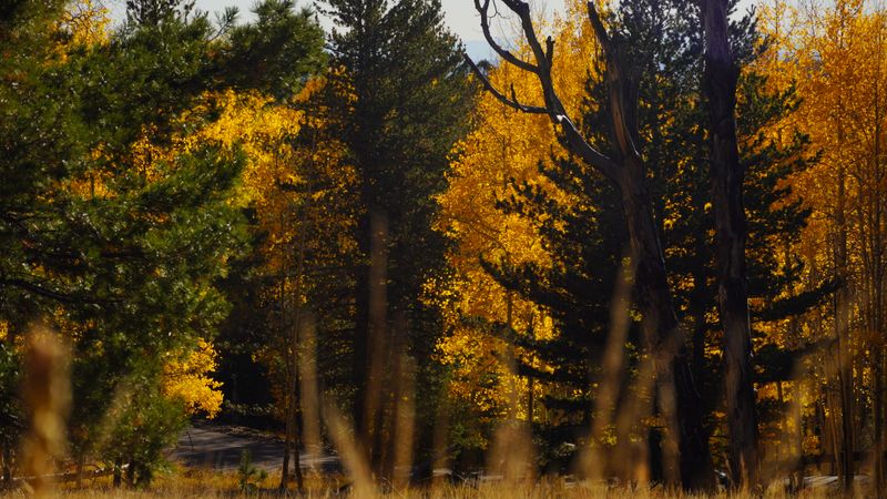 Aspen Groves That Turn The Forest Gold