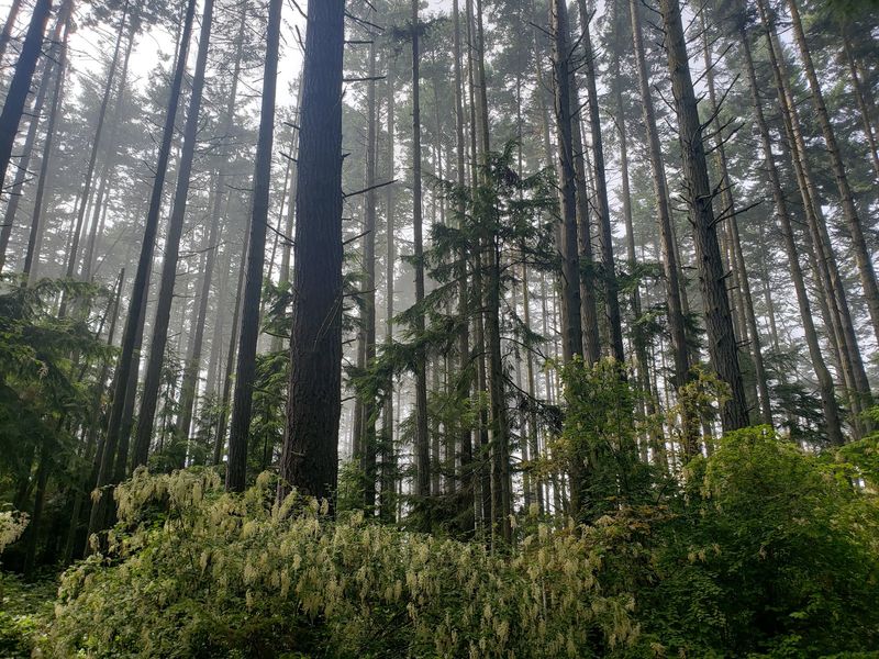 The Shady Forest Path Before The Big Reveal