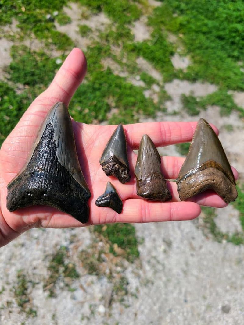 The Shark Tooth Roll Call Reads Like A Wish List