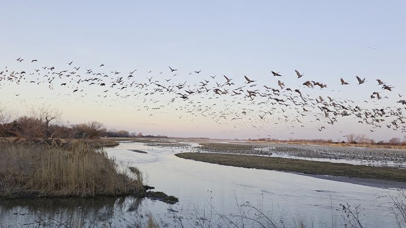 The Sheer Scale Of The Sandhill Crane Migration The Sheer Scale Of The Sandhill Crane Migration