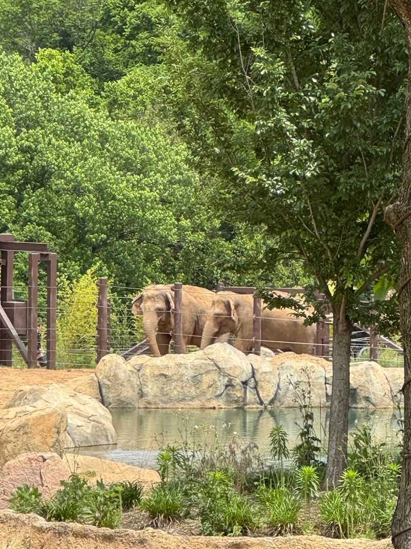 Watching Elephants Eat Is Surprisingly Mesmerizing