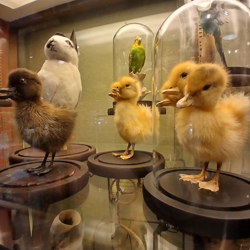 The Shopping Side Runs From Fudge To Native Art