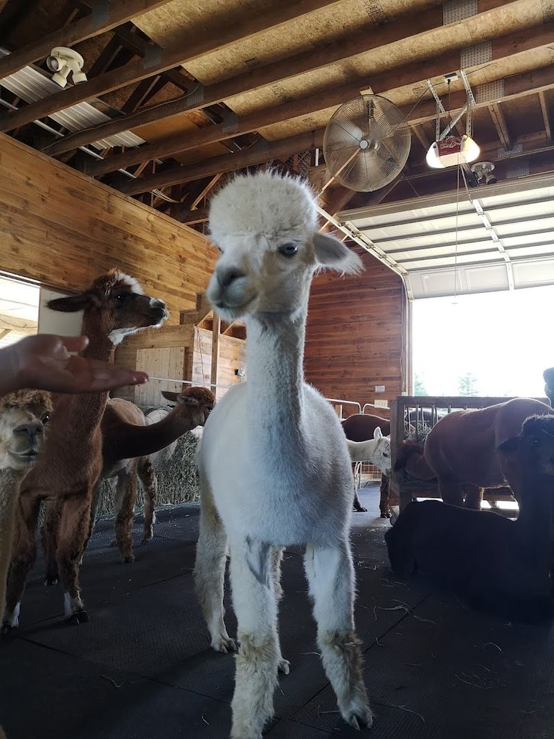The Alpacas Are Friendly 