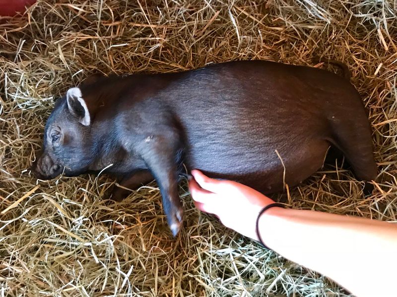 The Simple Joy of an Oink Hello