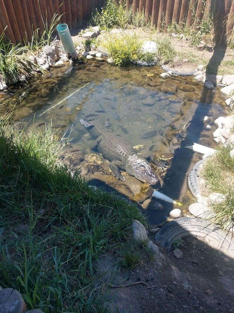 The Arrival Scene: Colorado Mountains Meet Unexpected Wildlife