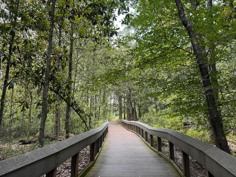 A Boardwalk Through Ferns And Forest That Feels Like Another World