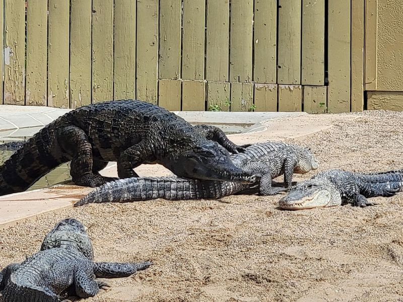 Maniac The Giant Saltwater Crocodile