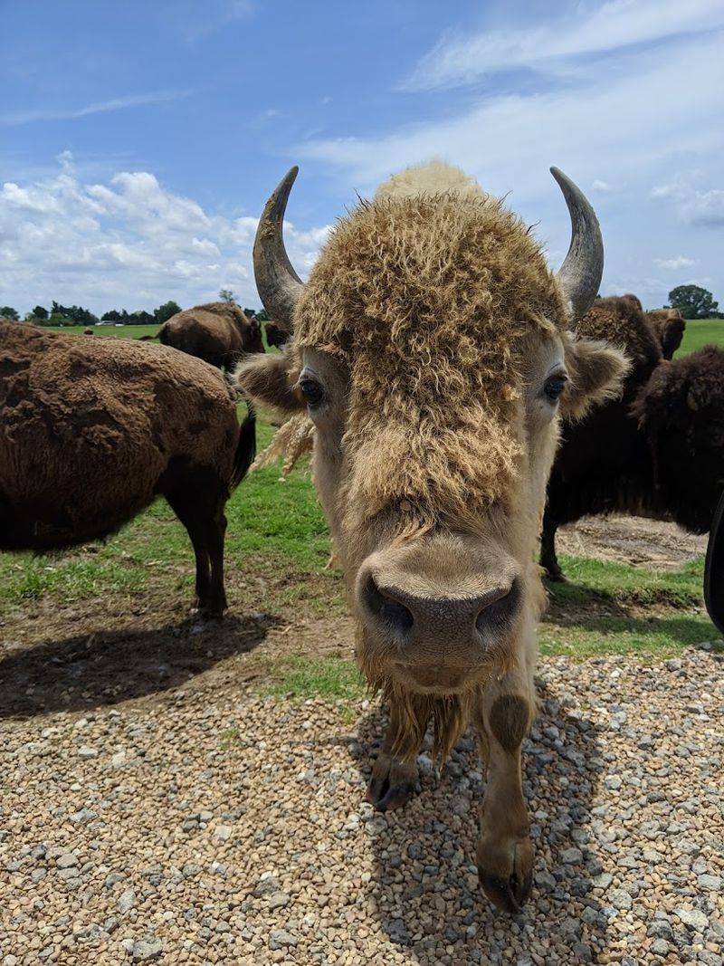 Over 80 Species Of Animals All In One Place