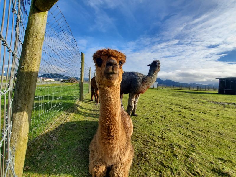 The Soft, Curious Alpacas Who Steal the Show