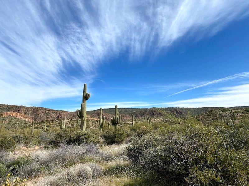 The Sonoran Desert Scenery Along The Way