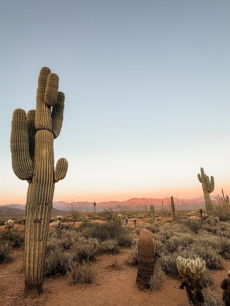 The Sonoran Desert Setting The Sonoran Desert Setting