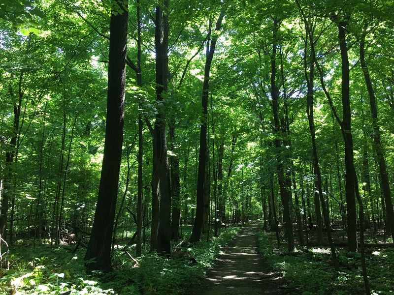 The Sound of Silence Under the Canopy