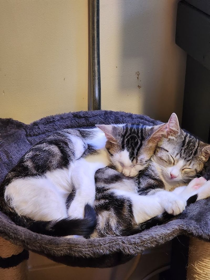 Cats With Personalities Worth Knowing