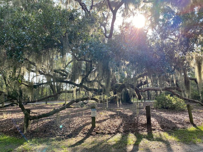 The Spanish Moss and Live Oak Canopy