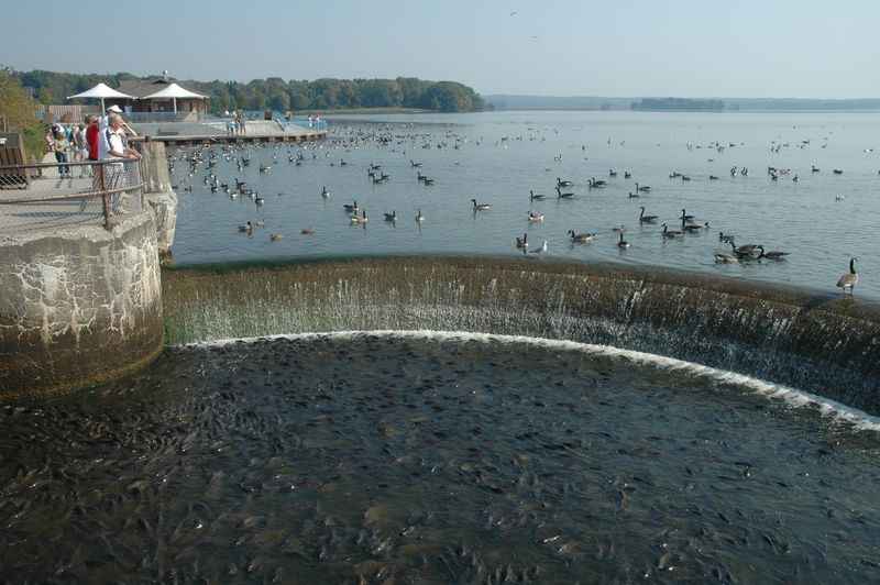 The Spillway Fish Buffet Feeds Everything