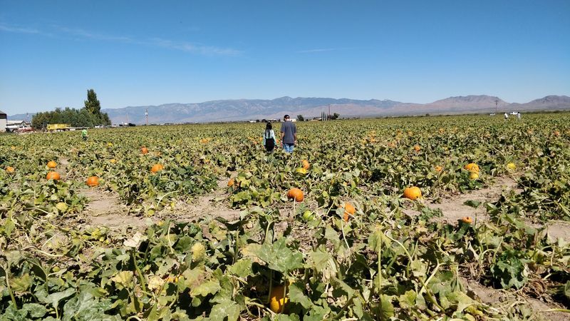The Sprawling Pumpkin Patch