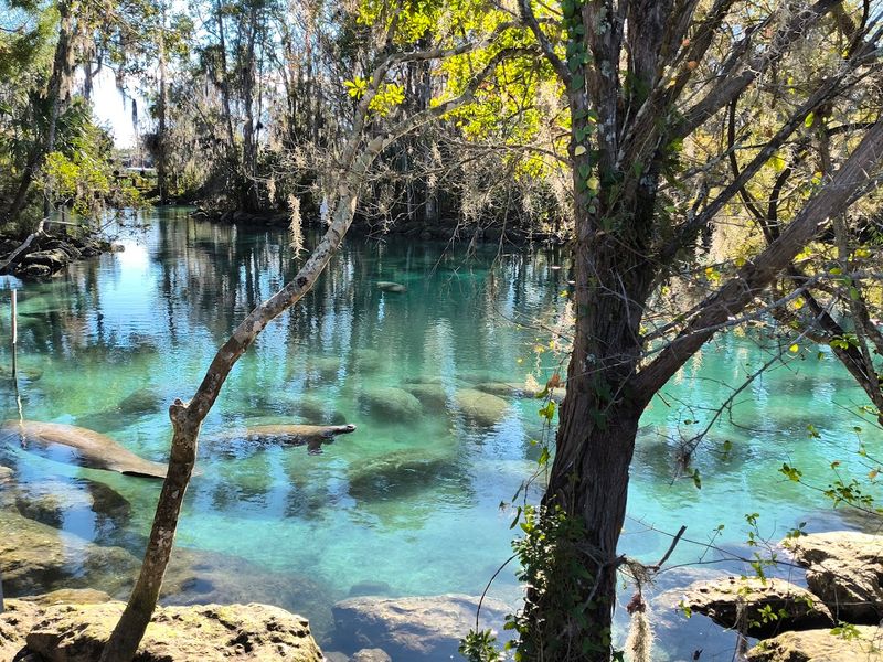 The Springs That Feed Crystal River Are A Geological Marvel Worth Understanding