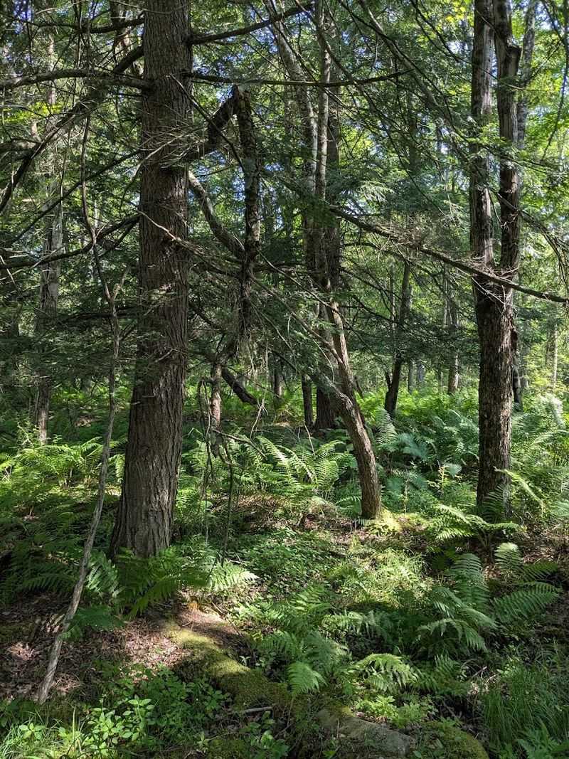 The Spruce Forest Creates A Surprisingly Dense Canopy The Spruce Forest Creates A Surprisingly Dense Canopy