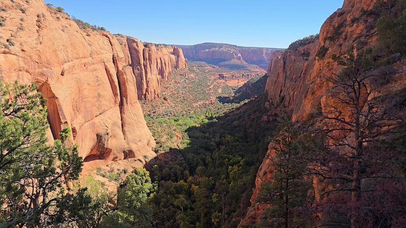 The Steep Trail To A Relic Forest Earns Its Bragging Rights