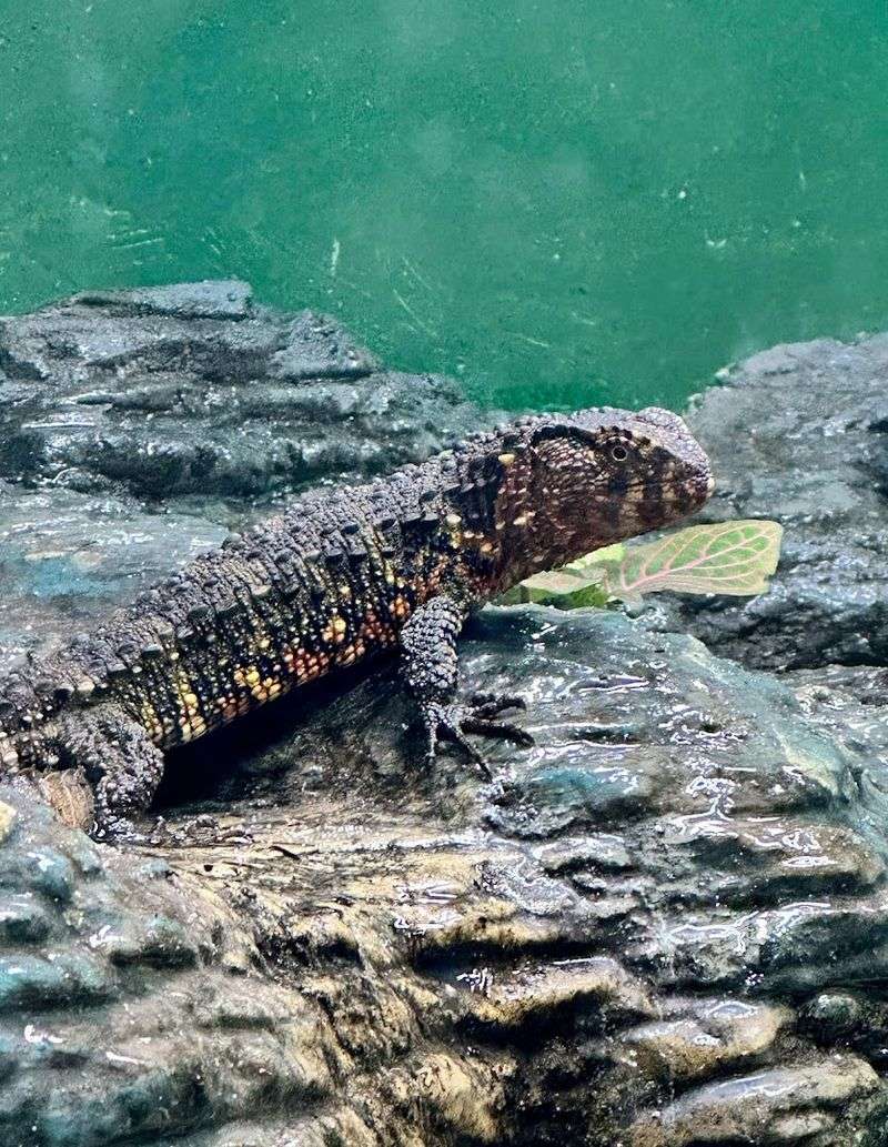 The Reptile House and Its Surprisingly Impressive Collection