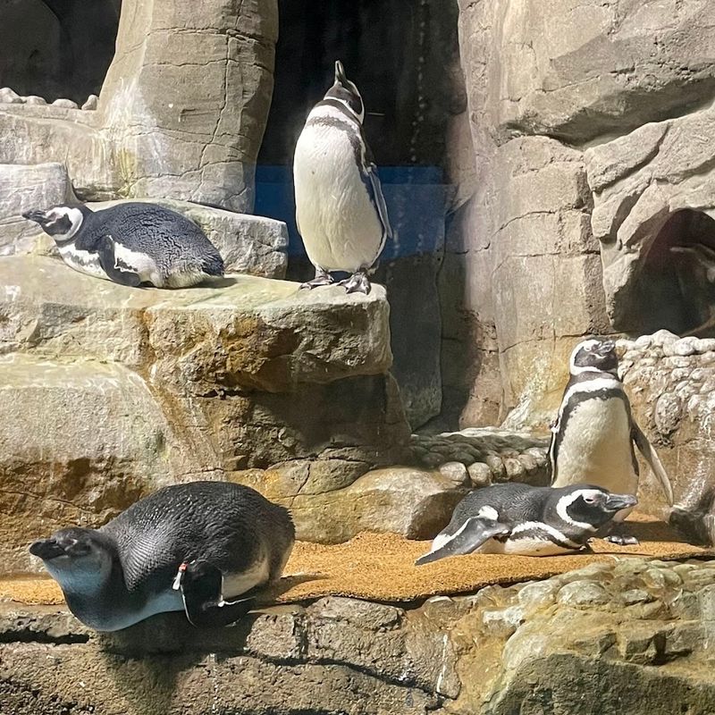 Penguins, Otters, And Other Cold-Water Residents