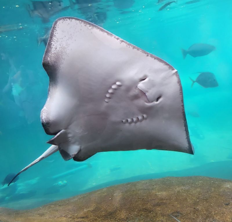 The Stingray Touch Pool Is A Must-Try Experience The Stingray Touch Pool Is A Must-Try Experience
