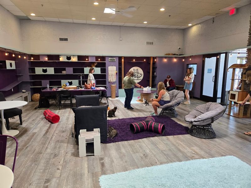 The Story Behind Cat Cafe The Story Behind Cat Cafe