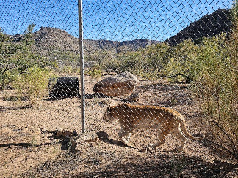 Meet The Incredible Animal Residents