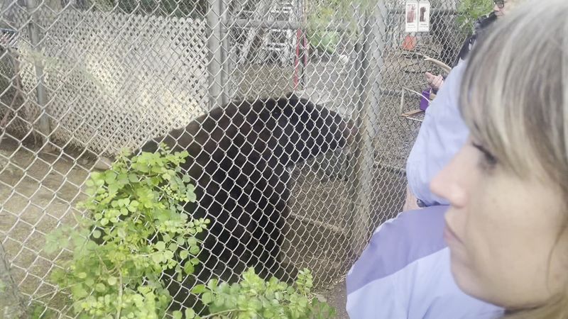 The Story Behind Rescue, Rehabilitate, and Release The Story Behind Rescue, Rehabilitate, and Release