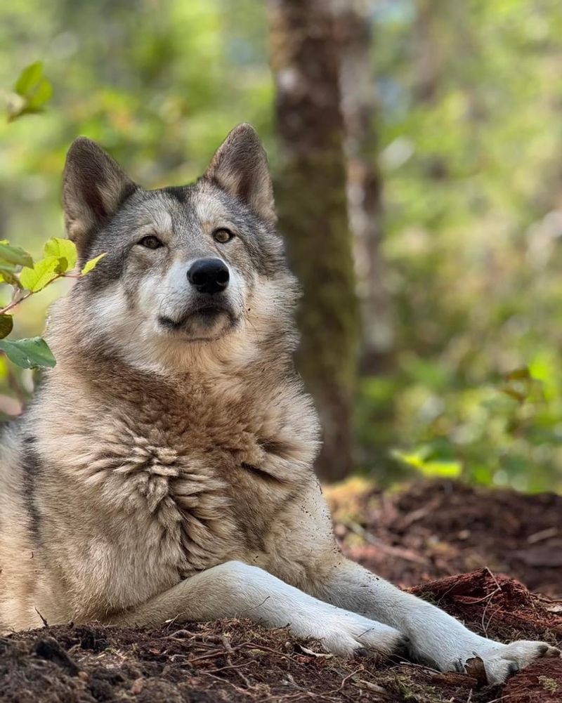 The Story Behind Roam Wolfdog Sanctuary