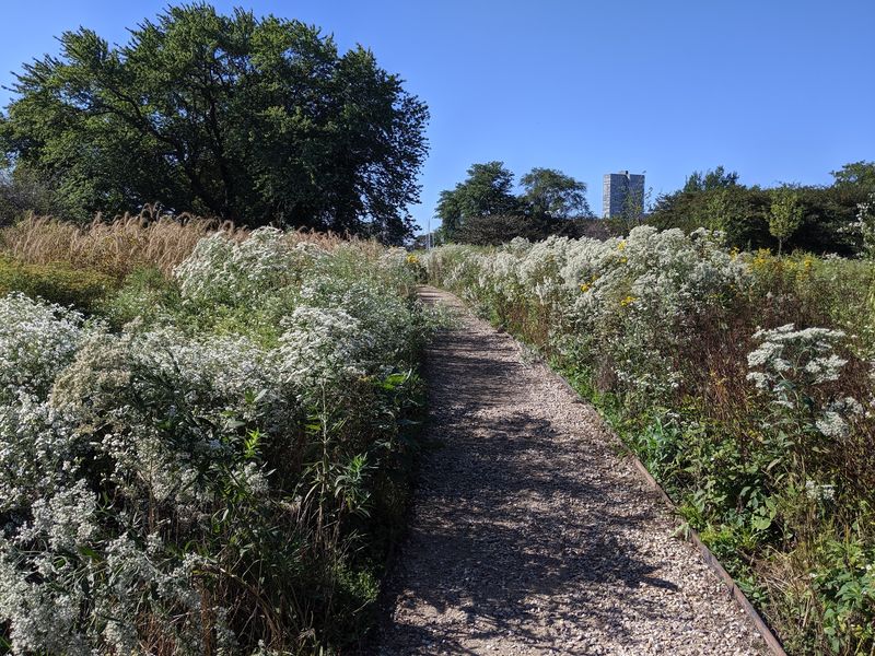 The Story Behind The Magic Hedge