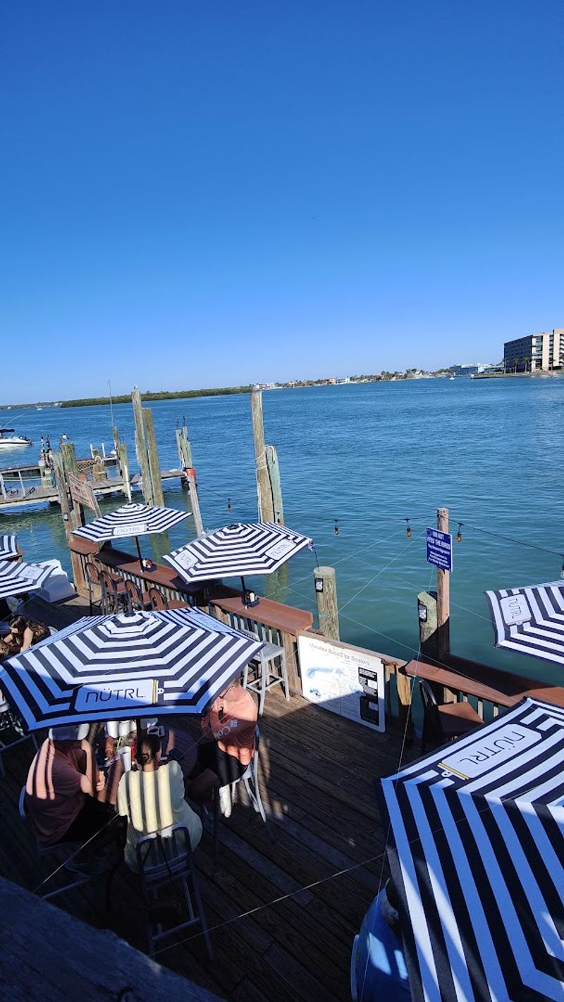 Dolphin Sightings That Never Get Old