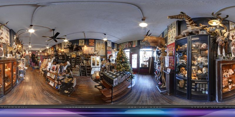 Taxidermy Treasures That Range From Classic to Completely Unexpected