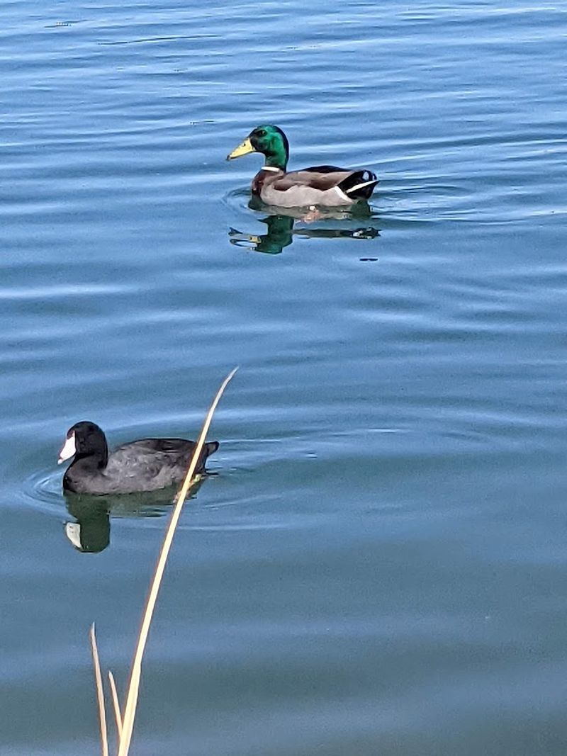 The Lake And Its Surprising Wildlife