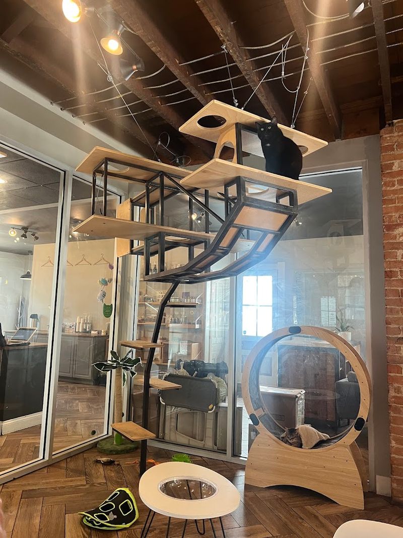 How the Cat Lounge Actually Works