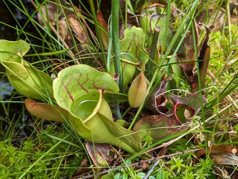 The Strange Beauty Underfoot