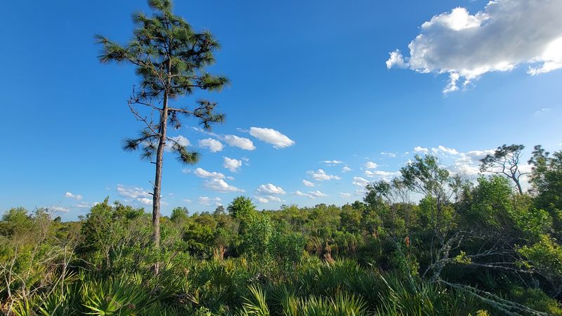 The Strange French Name Behind This Vanished Pine Town