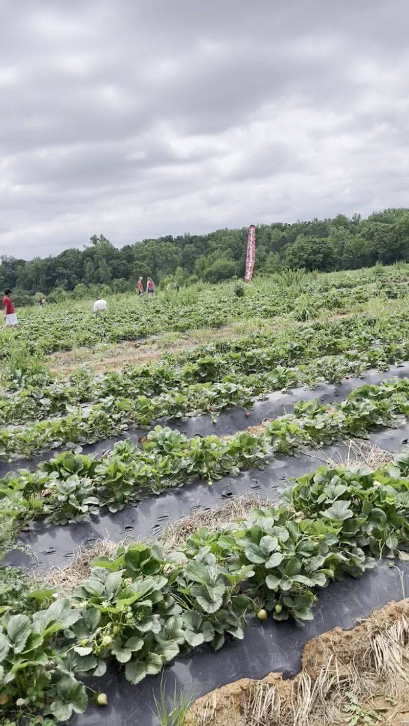Finding The Farm At 10390 Caldwell Road