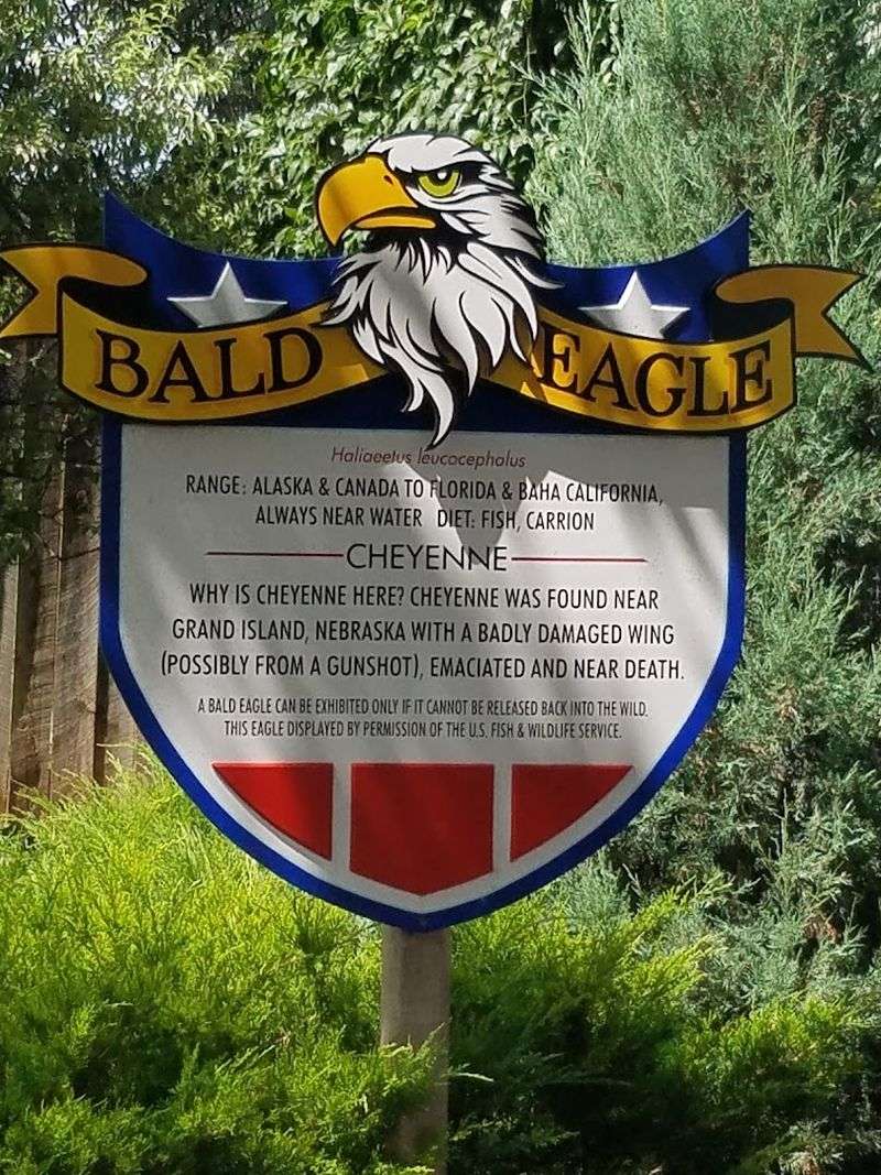 Cheyenne The Resident Bald Eagle
