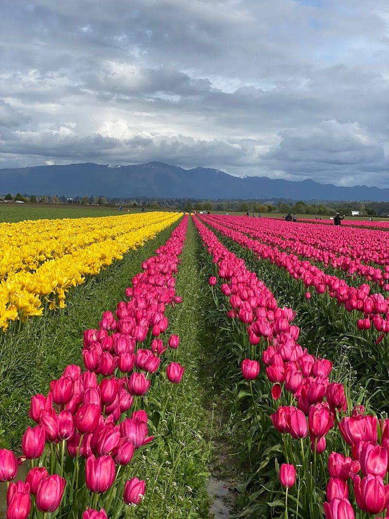Skagit Valley Tulip Fields At The Southern Start