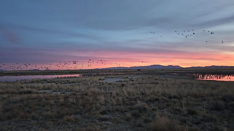 The Sulphur Springs Valley Migration Story